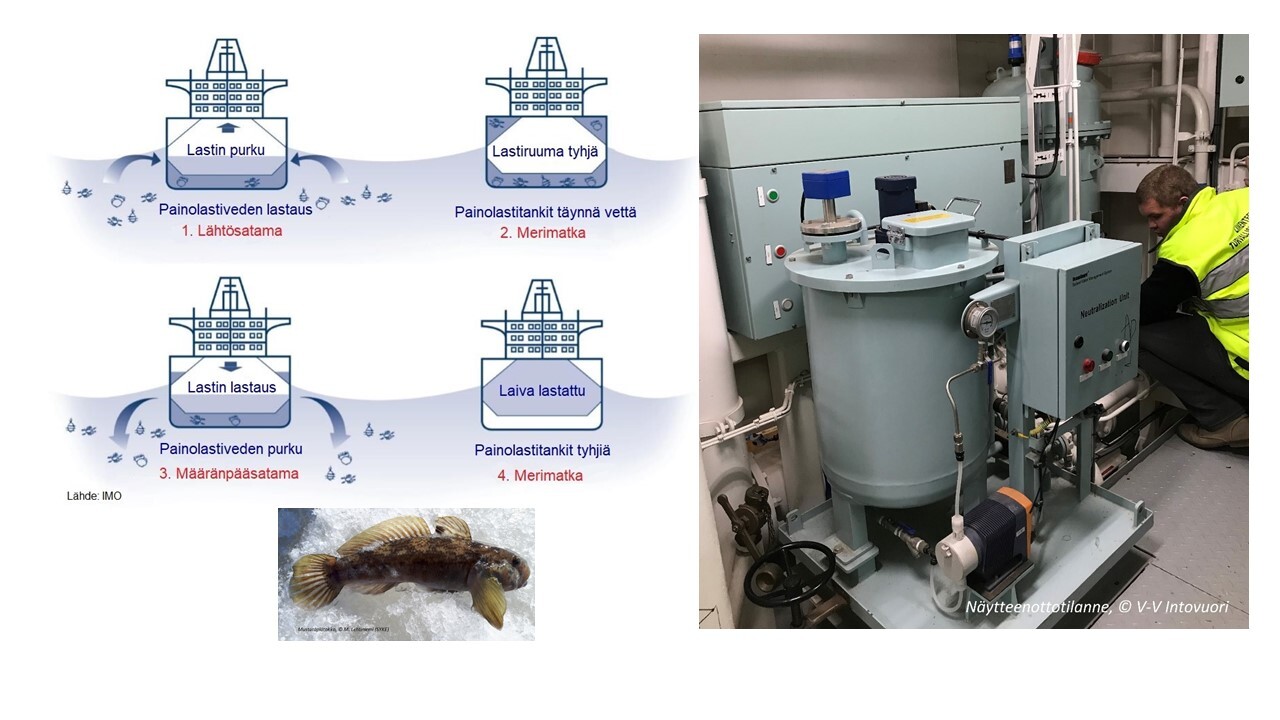 Kuvassa kuvataan miten laivojen painolastivesien mukana tulee vieraslajeja. Kuvassa mustatäplätokko ja Traficomin tarkastustoiminto laivalla.